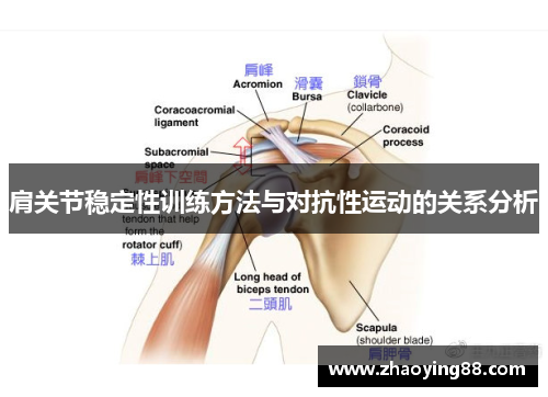肩关节稳定性训练方法与对抗性运动的关系分析
